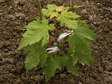 Sugar Maple (Acer Saccharum Tree Northern Source) Bareroot Live Plant Seedling 8-12"+ , Organic, non-Gmo
