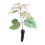 Sugar Maple (Acer Saccharum Tree Northern Source) Bareroot Live Plant Seedling 8-12"+ , Organic, non-Gmo