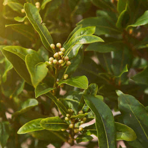 Organic Dried Whole Bay Leaves Natural Herbs (Laurus Nobilis) 1 oz.