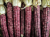 MONTANA LAVENDER CLAY Corn, Organic, Heirloom, Non-Gmo B10