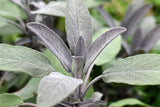 Sage, Broadleaf Sage Seeds, Organic Whole NonGMO  Herb Seeds Great For Indoor and Outdoor Gardens B100