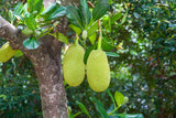 Fresh Jackfruit Artocarpus Heterophyllus Exotic Seeds Fresh 100% raw Organic Non-GMO World Largest Tropical Tree Seed B5