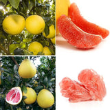 Pomelo Seeds Organic Tropical Fruit Plants Grapefruit Mix Seeds Potted Fruit Tree High-nutrition Plants “Citrus maxima”  Non-GMO Fresh B10