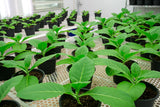 Mixed Tobacco Varieties Organic Heirloom Non-GMO Seeds B100