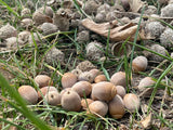 Acorns Extra Large Seeds, New Crop, Rustic Décor BN#10