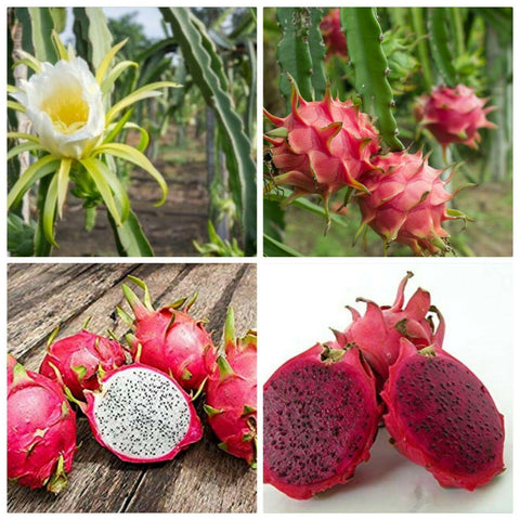 Dragon Fruit Plant Seeds, Pitaya Seeds for Planting Home Garden Yellow, Red, White, Purple B25