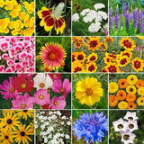 Pollinator Fragrant Annual Perennial North America Wildflower Mix Seeds - Attracts Bird, Butterflies and Bees Bin#100