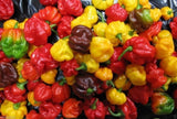 250+ Varieties Mixed (Hot and Sweet) Heirloom Pepper Non-GMO Seeds Bin#25