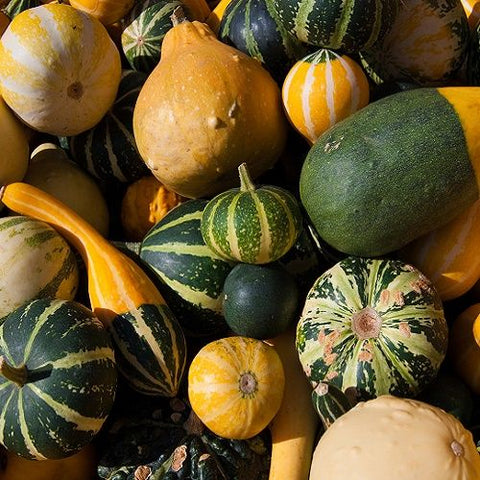 Organic Gourd, Ornamental, Fancy Mix seeds , Non-GMO B25