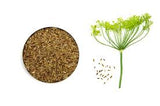 Dill seeds Heirloom Medicinal Herbs Organic Non-GMO B250