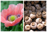 Amazing Huge 50+ Varieties of Rare Poppy Seeds Mix, Heirloom Organic Non-GMO  BN50