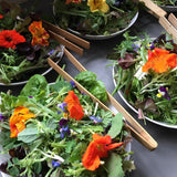 7 Amazing Types Salad Mixture of Seeds, 50+ Varieties, Organic, Heirloom, Non GMO BN250