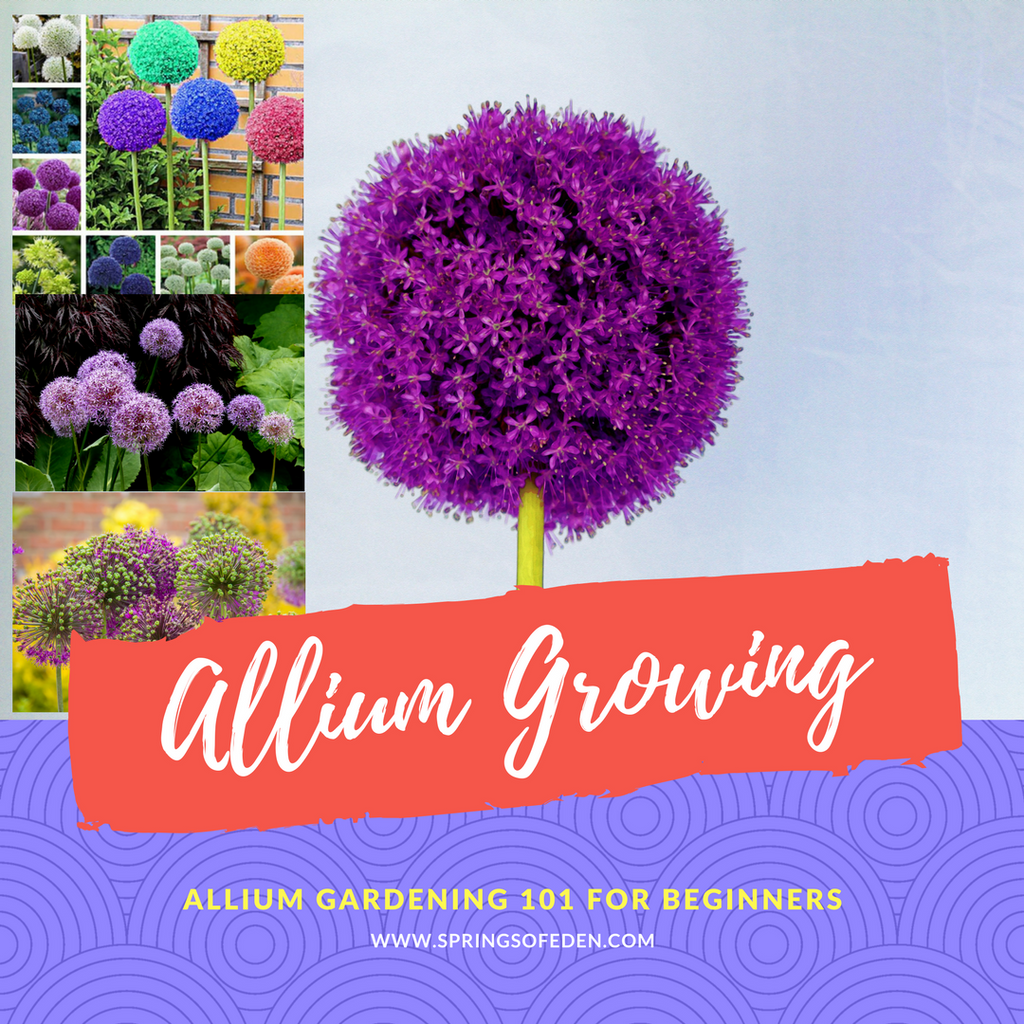 Allium Gardening 101 for beginners