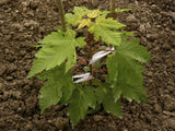 Sugar Maple (Acer Saccharum Tree Northern Source) seeds, Organic, non-Gmo 25 seeds