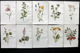 5 Original Antique Lithographs, Engravings, Chromolithographs 18th 19th Century Prints - 100% Original No Reproductions
