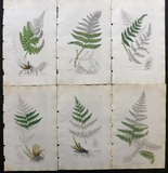5 Original Antique BOTANICAL Lithographs, Engravings, Chromolithographs 18th 19th Century Prints - 100% Original