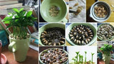 Edible Organic Lemon Fruit Seeds, Exotic Tropical Citrus Bonsai Lemon Plant Seeds, NonGMO, Heirloom Seeds, BN 10