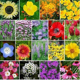 Pollinator Fragrant Annual Perennial North America Wildflower Mix Seeds - Attracts Bird, Butterflies and Bees Bin#100