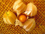 Hawaiian POHA CAPE GOOSEBERRY seeds Physalis peruviana Ground Cherry Organic Fruit B25
