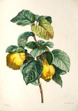Exotic Cydonia oblonga Champion Common Quince fruit tree , Organic Non-GMO B5