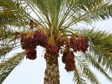 Medjool Date Palm Tree Seeds BN5 Organic Premium Quality Palm Pits – Organic Non-GMO