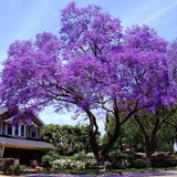 Exotic Rare Paulownia Tomentosa Fragrant Purple Empress Tree Seeds, Organic B25
