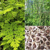 Organic Tropical Moringa Oleifera Tree seeds (Semillas de Moringa) - Malunggay seeds- Drumstick Miracle Tree seeds B25
