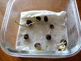 Organic Tropical Moringa Oleifera Tree seeds (Semillas de Moringa) - Malunggay seeds- Drumstick Miracle Tree seeds B25
