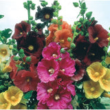Hollyhock Mix Seed, Alcea rosea, Heirloom Hollyhock Seeds, Cottage Flowers, Rare Hollyhocks, English Garden Flowers Bin#50