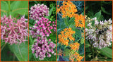 Milkweed Help Save The Monarch Butterfly! (Asclepias Syriaca) Mix Seeds, Organic, Open Pollinated HEIRLOOM non GMO, BN50