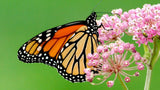 Milkweed Help Save The Monarch Butterfly! (Asclepias Syriaca) Mix Seeds, Organic, Open Pollinated HEIRLOOM non GMO, BN50