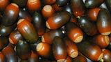 Acorns Extra Large Seeds, New Crop, Rustic Décor B15