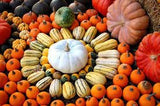 Mixed Heirloom Spooky Pumpkin and Winter Squash Mix Seeds Cucurbita pepo - Non-GMO, Fruit Seeds Bin#25