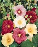 Hollyhock Mix Seed, Alcea rosea, Heirloom Hollyhock Seeds, Cottage Flowers, Rare Hollyhocks, English Garden Flowers Bin#50