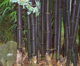 Exotic Rare Timor Black Bamboo Seeds Privacy Seed Garden Clumping Exotic Shade Screen Tropical Seeds, Organic B5