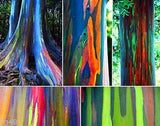 Exotic Rainbow Eucalyptus Deglupta Multi-Hued Bark Colorful Tropical Bonsai Seeds, Organic B50