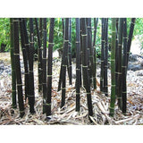 Rare Tropical Timor Black Bamboo Tree seeds B10