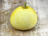 SAKATA'S SWEET MELON (Cucumis melo) Seeds Non-Gmo, Organic, Heirloom B10