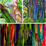Exotic Rainbow Eucalyptus Deglupta Multi-Hued Bark Colorful Tropical Bonsai Seeds, Organic B50