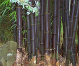 Rare Tropical Timor Black Bamboo Tree seeds B10