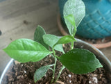 Edible Organic Lemon Fruit Seeds, Exotic Tropical Citrus Bonsai Lemon Plant Seeds, NonGMO, Heirloom Seeds, BN 5