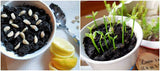 Edible Organic Lemon Fruit Seeds, Exotic Tropical Citrus Bonsai Lemon Plant Seeds, NonGMO, Heirloom Seeds, BN 5