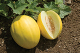 Golden Honeydew Melon (Cucumis melo) Seeds Non-GMO, Organic, Heirloom B25
