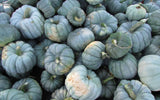 Exotic  Jarrahdale Blue Pumpkin Seeds Cucurbita maxima, Vegetable Seed, Organic, Heirloom NonGMO B10