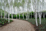 Exotic Rare Betula pendula silver birch, Weeping White Birch Seeds, Organic B25