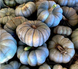 Exotic  Jarrahdale Blue Pumpkin Seeds Cucurbita maxima, Vegetable Seed, Organic, Heirloom NonGMO B10