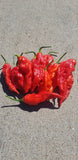 EXTREME HOT - Ghost Pepper Seeds (Red) Bhut Jolokia, Super Hot, Organic, Non-GMO Bin#10