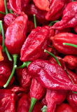 EXTREME HOT - Ghost Pepper Seeds (Red) Bhut Jolokia, Super Hot, Organic, Non-GMO Bin#10