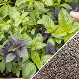 Basil Mix Seeds Heirloom Non-GMO Fragrant BN100