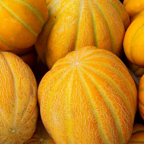 Amish Melon (Cucumis melo) Seeds Non-GMO, Organic, Heirloom B10
